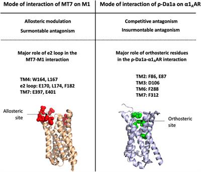 Frontiers | Structural and Functional Diversity of Animal Toxins